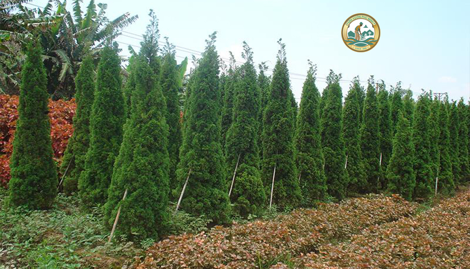 bán cây tùng tháp tại Hà Nội