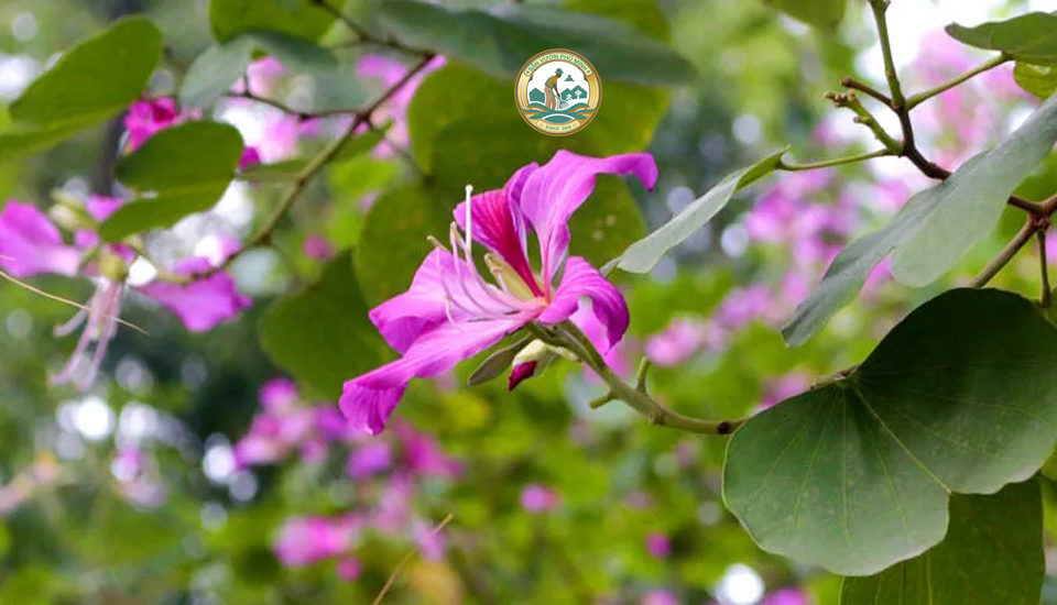 Cây ban tím tây bắc