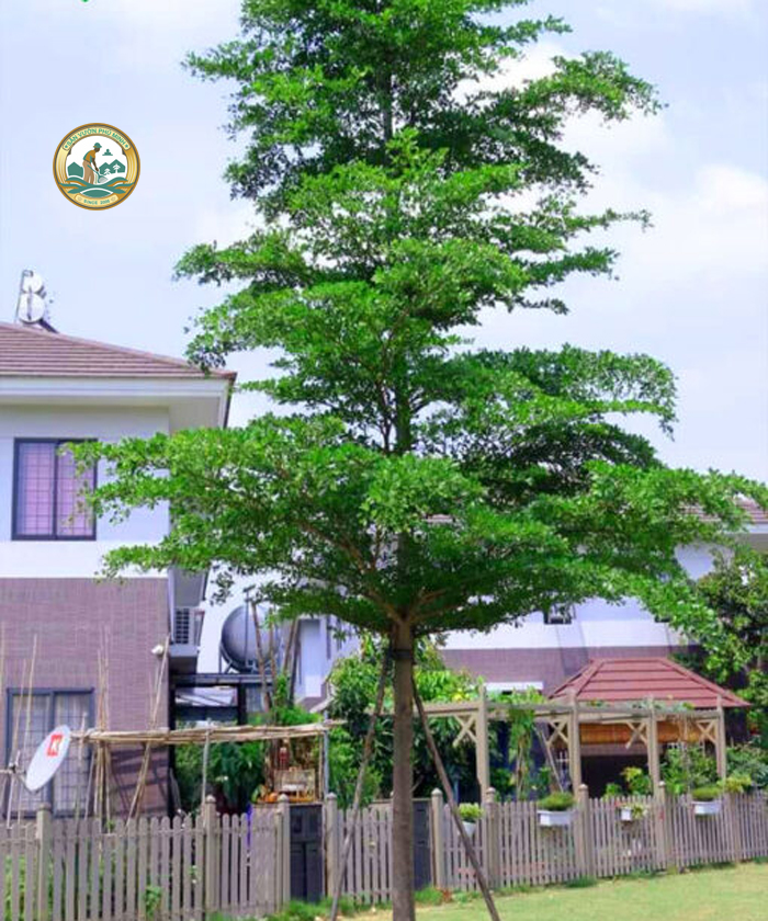 cây bàng đài loan