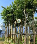 Cây bằng lăng công trình