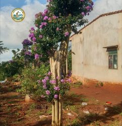 Cây bằng lăng thái