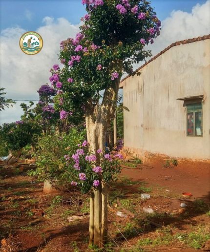 Cây bằng lăng thái