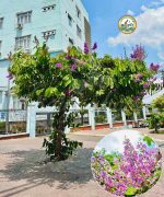 Cây bằng lăng tím