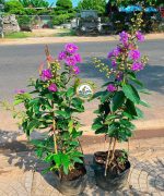 Cây bằng lăng tím giống