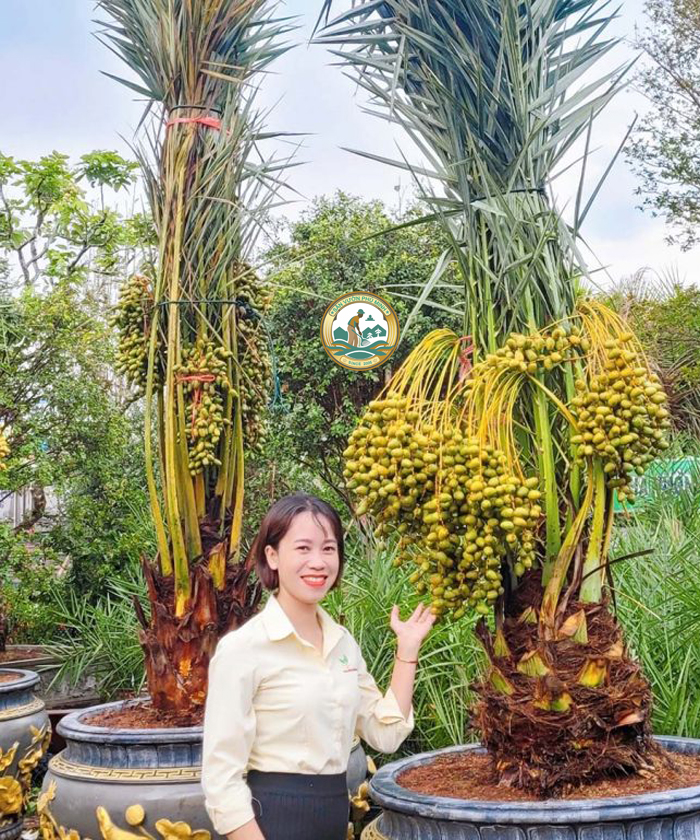 cây chà là cảnh