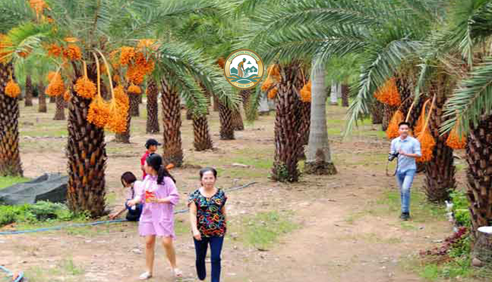 bán cây chà là tại Hà Nội