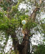 cây giáng hương cổ thụ