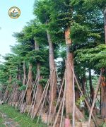 cây giáng hương công trình