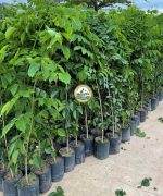 cây giáng hương giống