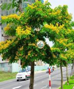 cây giáng hương Hà Nội