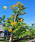 cây giáng hương sân vườn