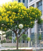 cây giáng hương trồng công trình