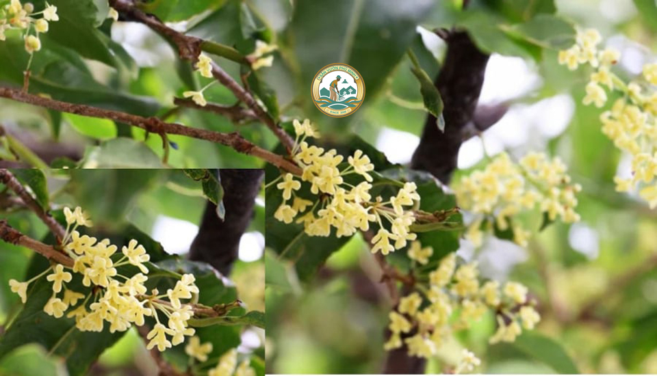 Cây mộc hương Hoa vàng