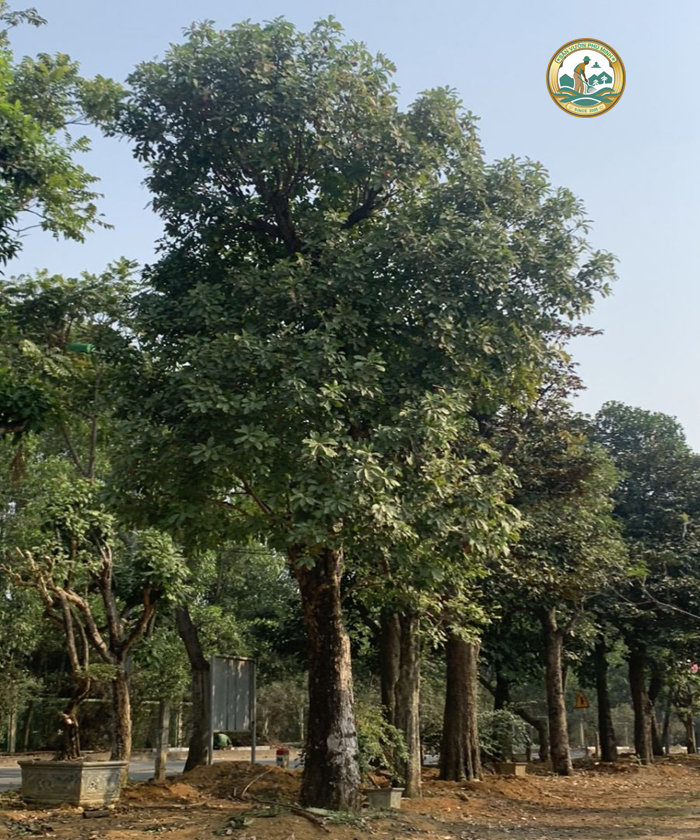 cây ngọc lan cổ thụ