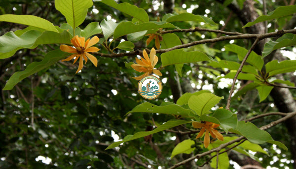 cây ngọc lan vàng