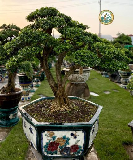 Cây Nguyệt Quế cảnh