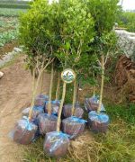 Cây Nguyệt Quế Giống