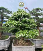 Cây Nguyệt Quế Bonsai