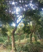 Cây Nguyệt Quế rừng