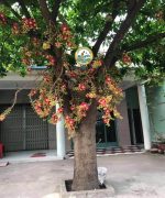 cây sala cổ thụ