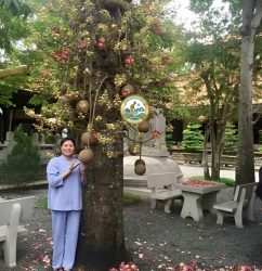 cây sala công trình