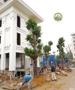 cây sala công trình Hà Nội