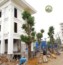 cây sala công trình Hà Nội