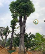 cây sala sân vườn