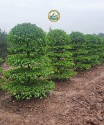 cây sanh dáng trực