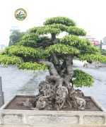 cây sanh thế đẹp