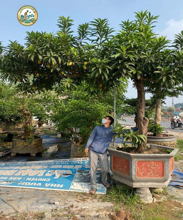 cây trứng gà bonsai