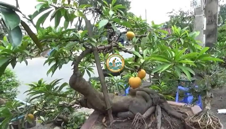 cây trứng gà cảnh