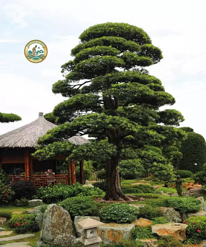 cây tùng la hán nhật bản