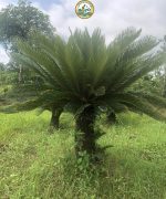 cây vạn tuế cổ thụ