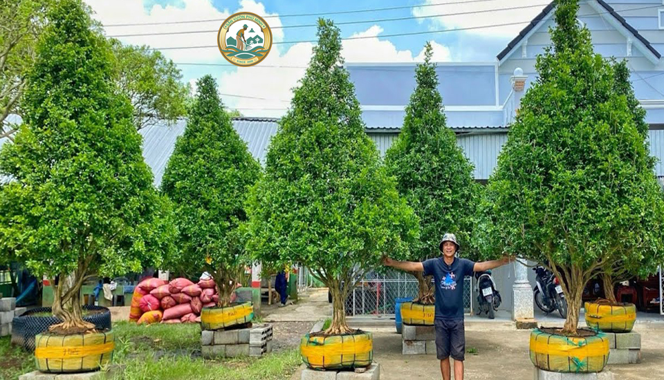 giá cây nguyệt Quế tại Hà Nội