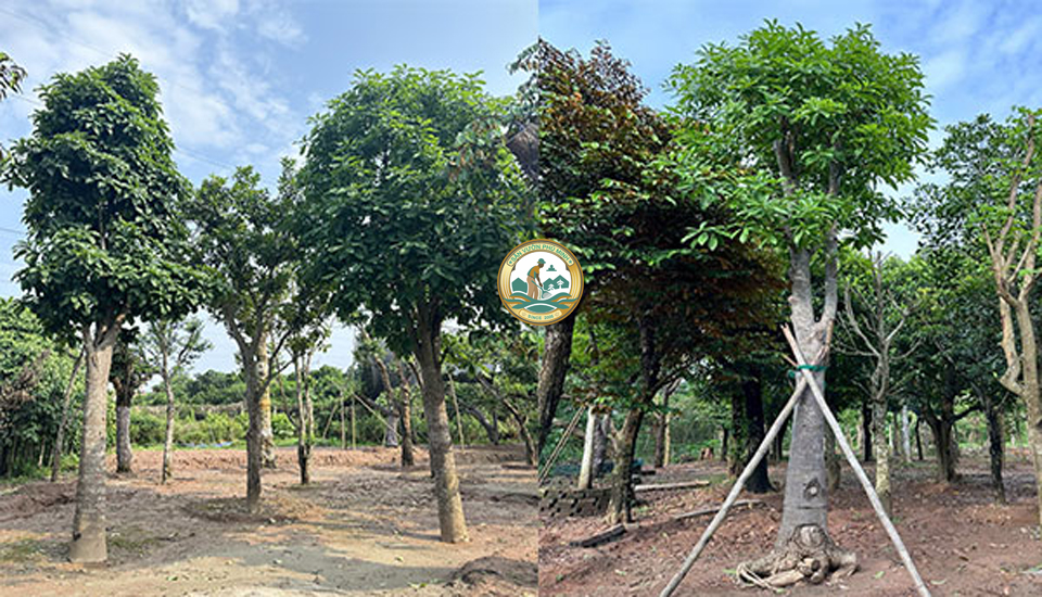 giá cây bằng lăng tại Hà Nội