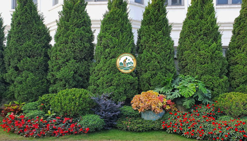 Giá cây tùng tháp tại Hà Nội