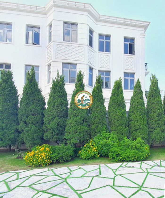 cây tùng tháp sân vườn