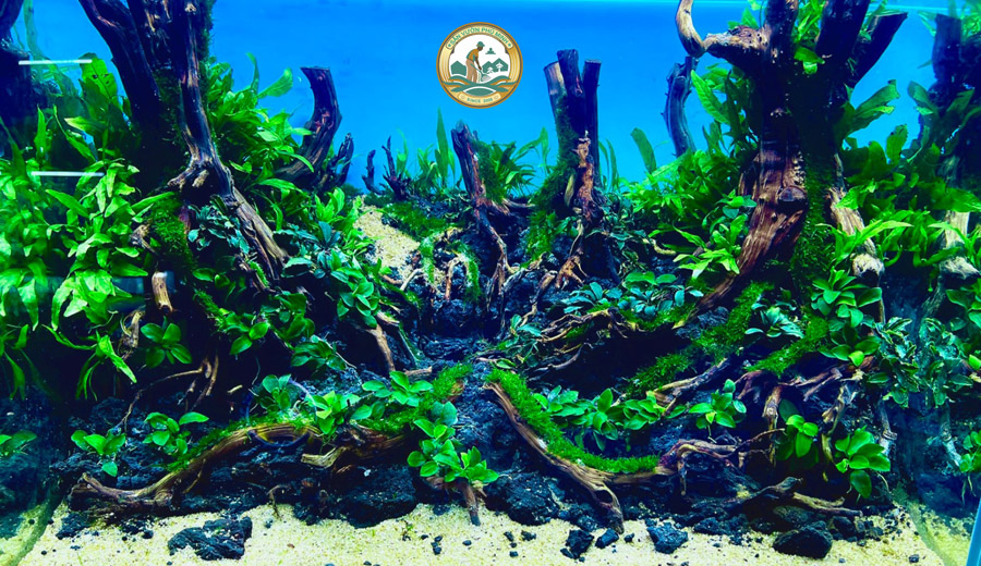 Bán bể cá thủy sinh tại Hà Nội