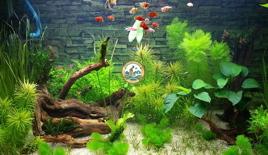 Bán bể cá cảnh thủy sinh