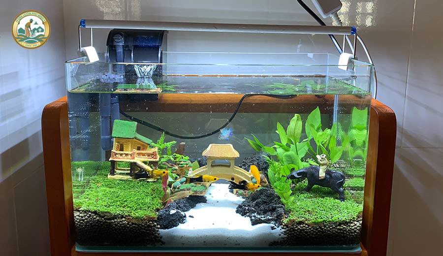 bể cá cảnh phú minh