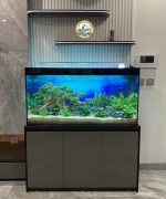 Bể Cá Thủy Sinh