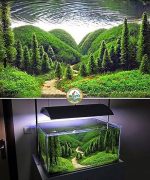 Bể Cá cảnh Thủy Sinh tại Hà Nội