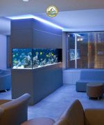 Bể Cá cảnh Trong Nhà