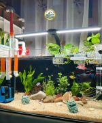 Bể Cá Thủy Sinh Sân vườn Phú Minh
