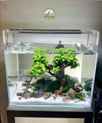Bể Cá Thủy Sinh tại Hà Nội