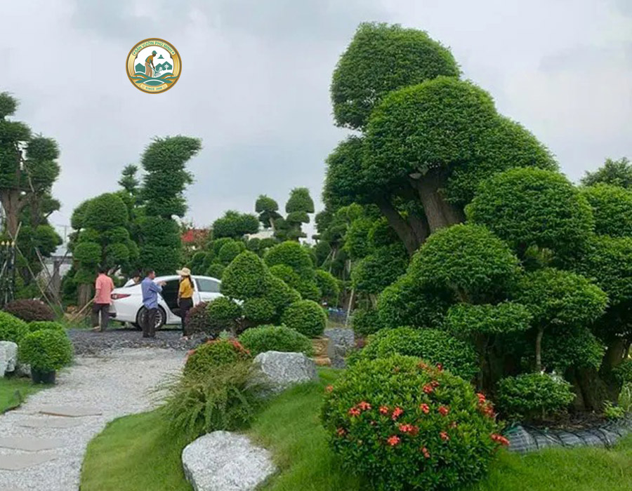 Chăm sóc cây Mai Chiếu Thủy tại Hà Nội