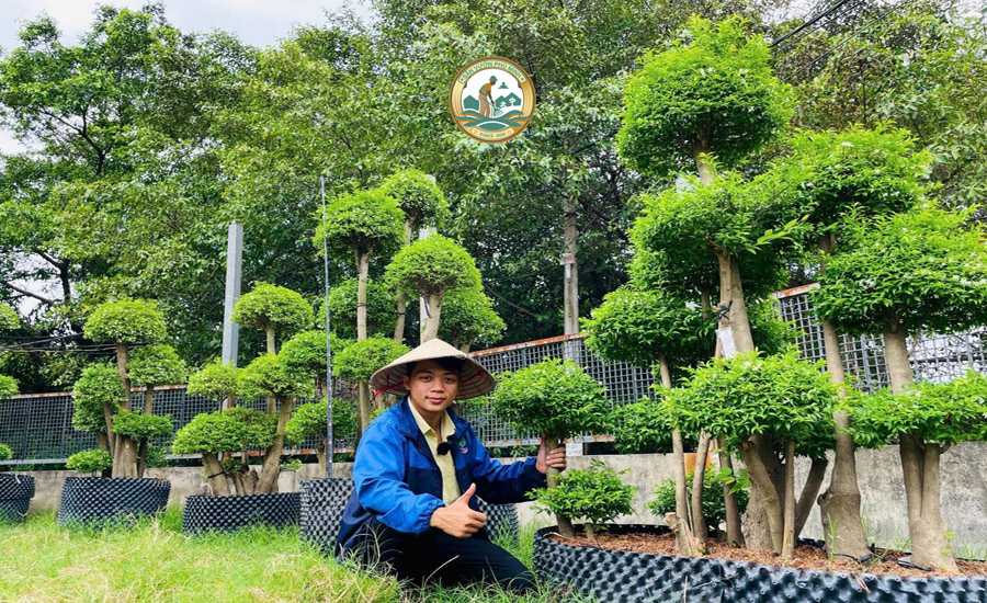 Dịch vụ Cắt Tỉa Cây Mai Chiếu Thủy