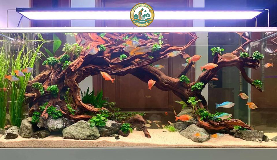 Mua bể cá cản thủy sinh