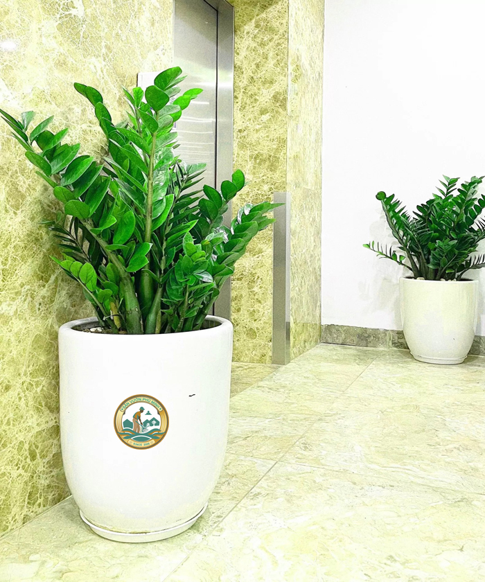 Cho thuê cây sự kiện Cho thuê cây sự kiện